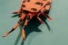 Beetle-photo2